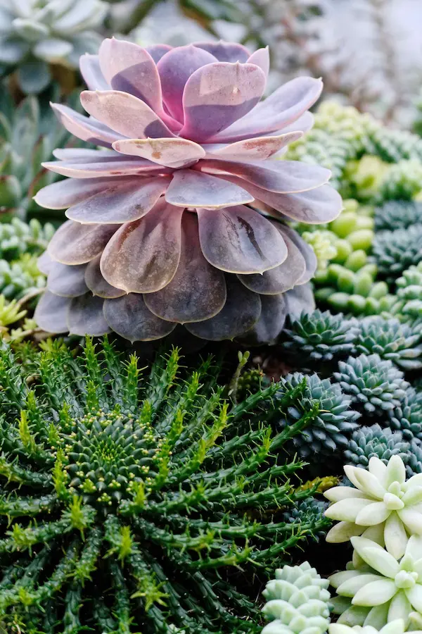 Succulent Garden (7)